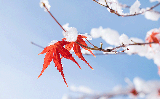 Chinese traditional solar term - Beginning of Winter